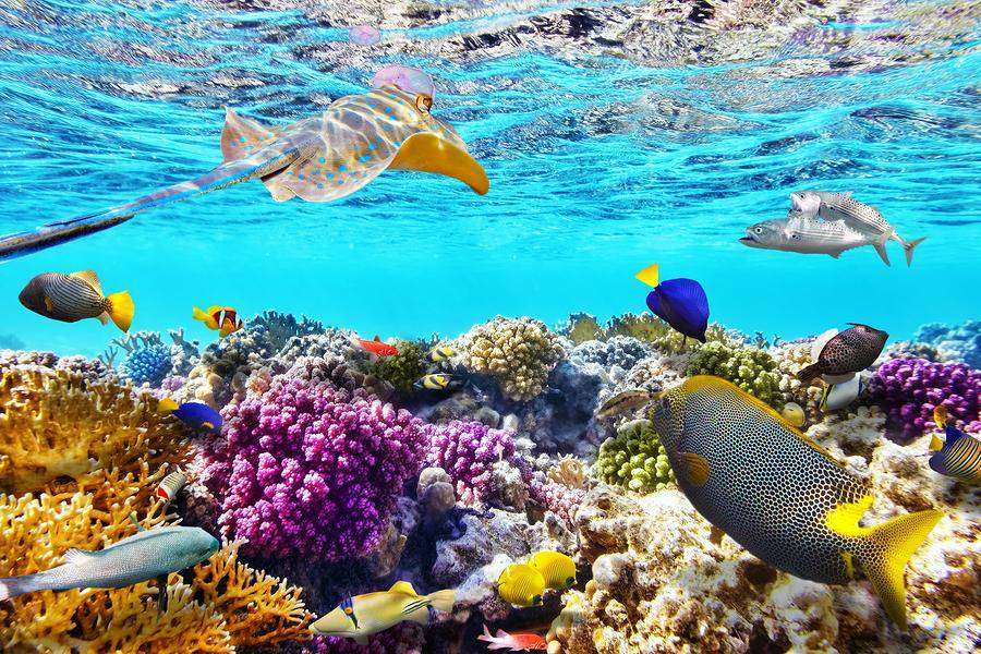 Belize Barrier Reef — colourful coral and tropical fish