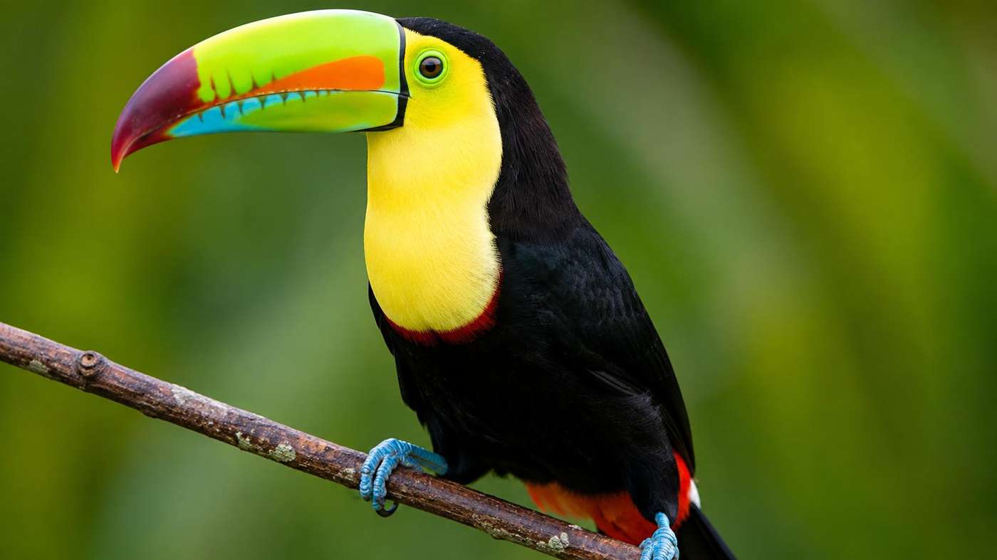 Belize wildlife sanctuary — protected jungle and diverse species