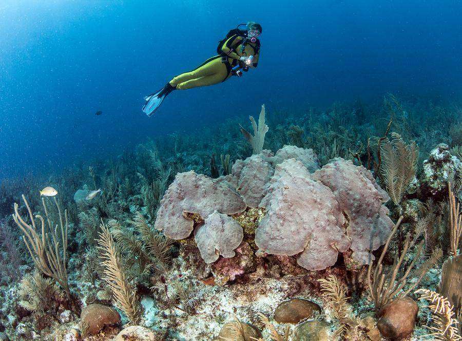 Diver exploring coral reef in Belize