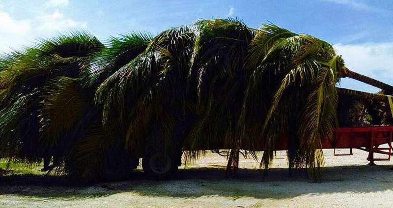 1st Shipment of Palms