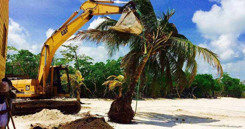 Planting Coconut Palms