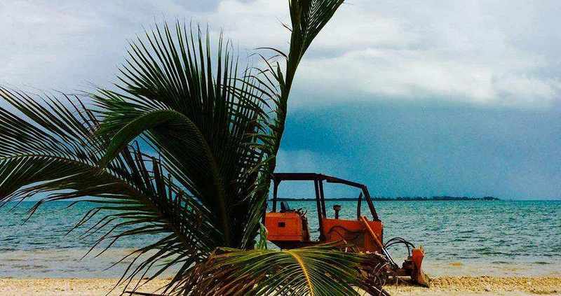 Dozers & Palm Trees