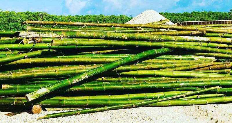 Fresh Bamboo