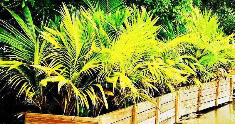 Growing Palm Trees
